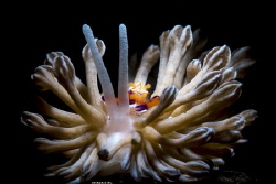 Synchronize
Location :Lembeh Indonesias
Canon 5dsr
Can... by Yung Sen Wu 